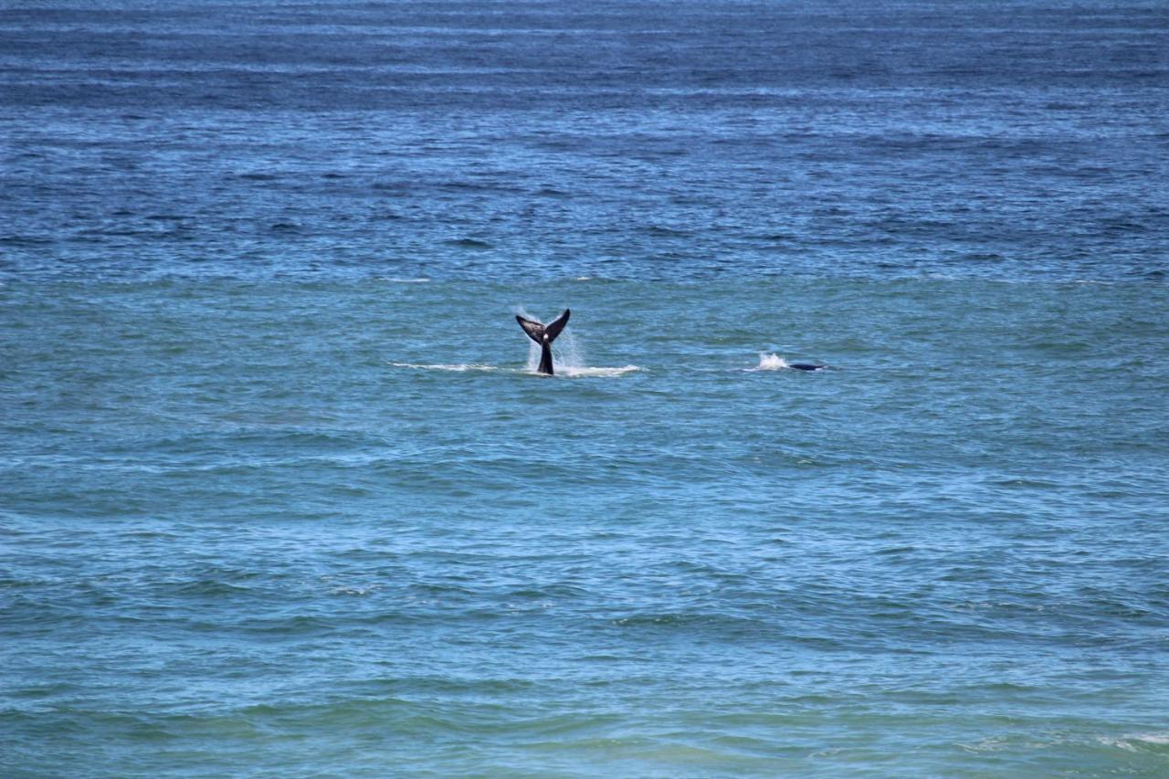 דירות יזרפונטיין Orca House מראה חיצוני תמונה